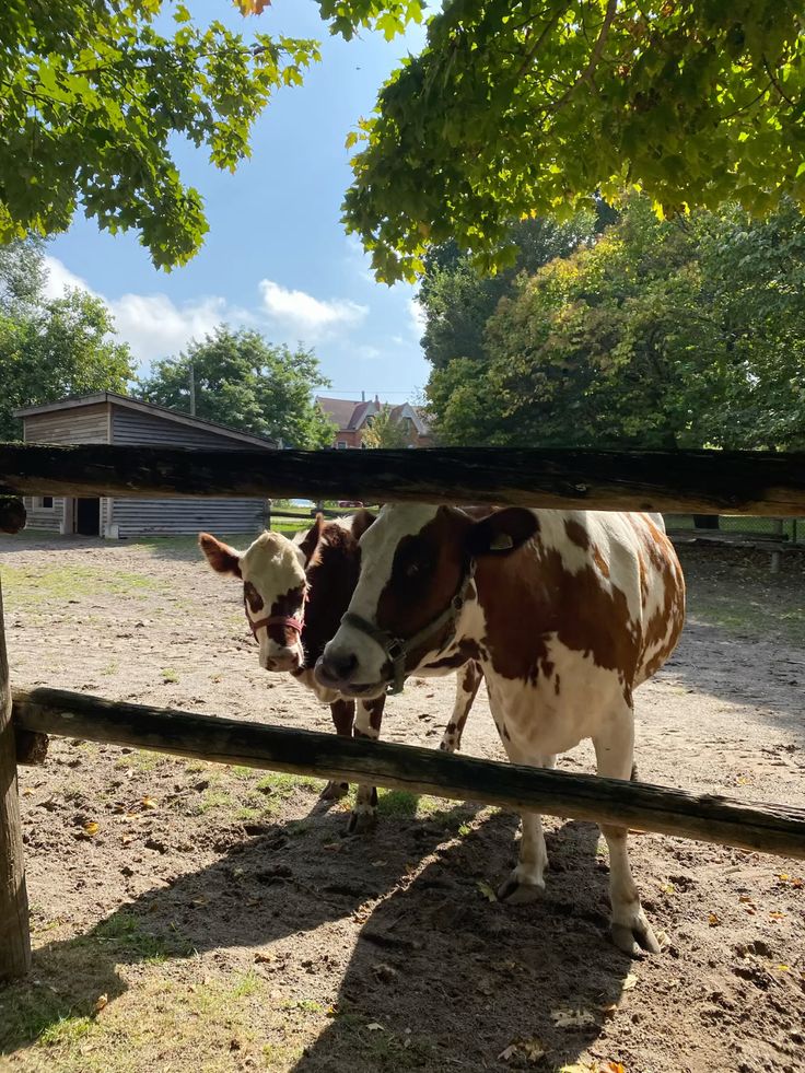 Pictures of our farm-purchased with slippers only