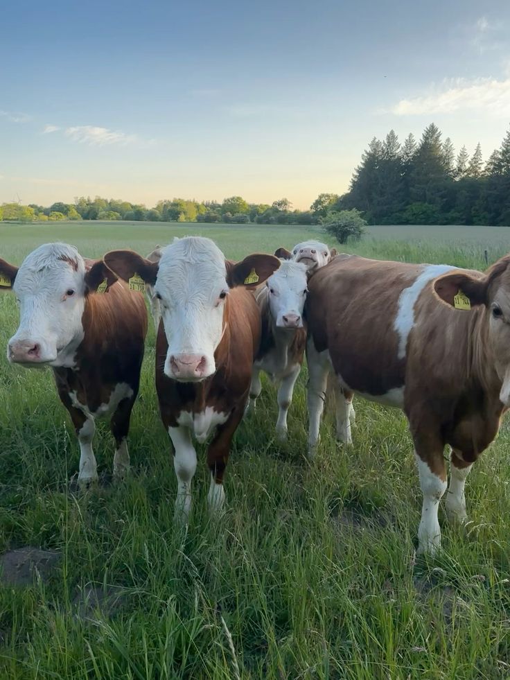 Pictures of our farm-purchased with slippers only