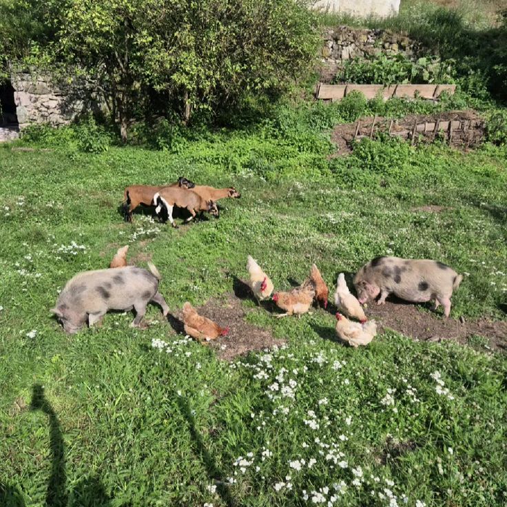 Pictures of our farm-purchased with slippers only
