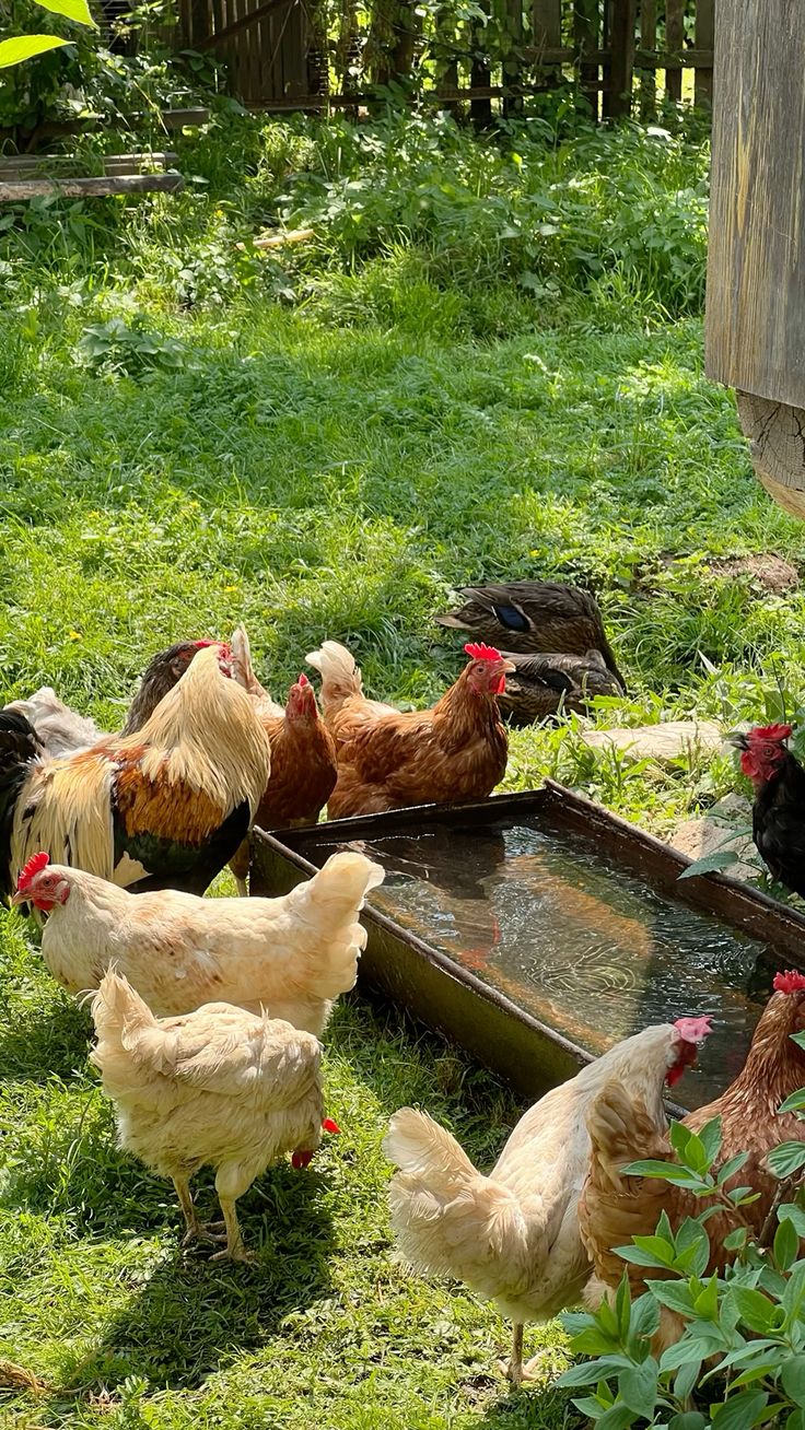 Pictures of our farm-purchased with slippers only