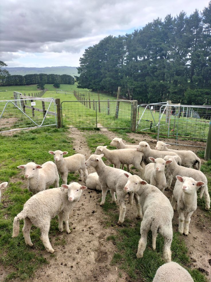 Video tour of our farm-purchased with slippers only