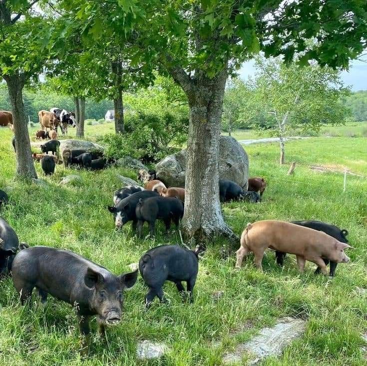 Pictures of our farm-purchased with slippers only