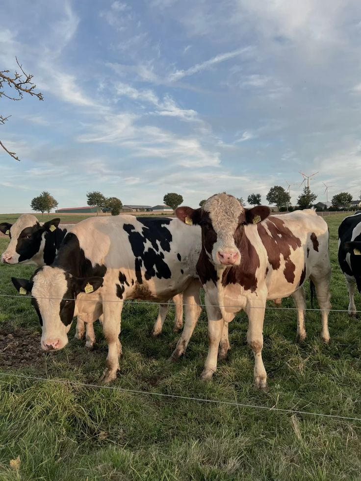 Pictures of our farm-purchased with slippers only