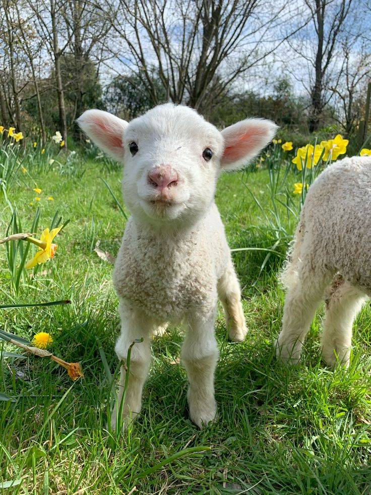 Pictures of our farm-purchased with slippers only