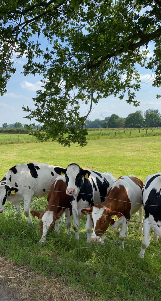 Pictures of our farm-purchased with slippers only