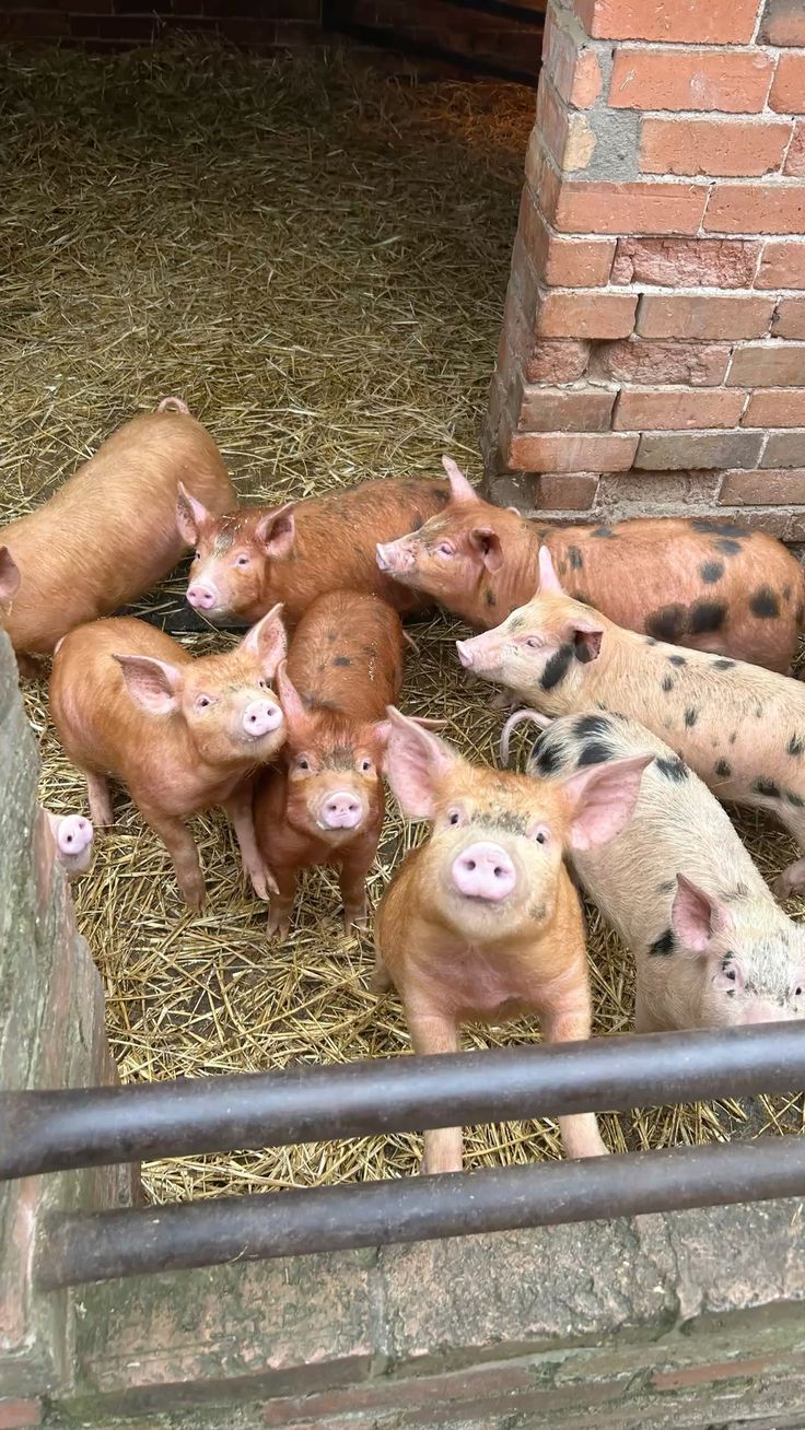 Pictures of our farm-purchased with slippers only
