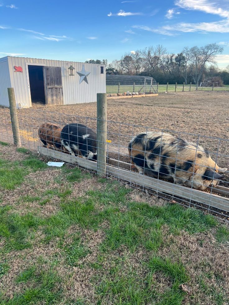 Pictures of our farm-purchased with slippers only
