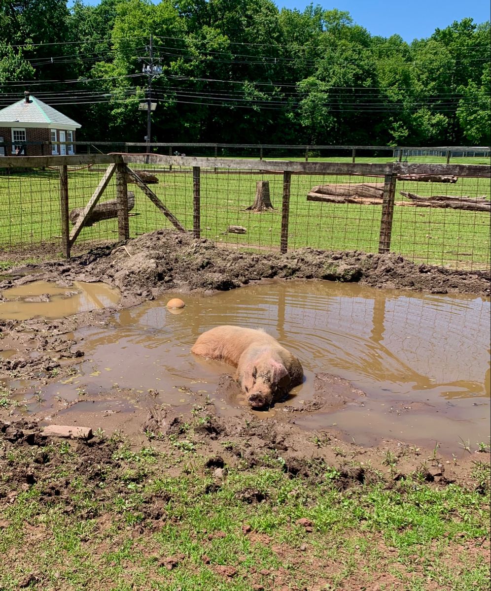 Pictures of our farm-purchased with slippers only