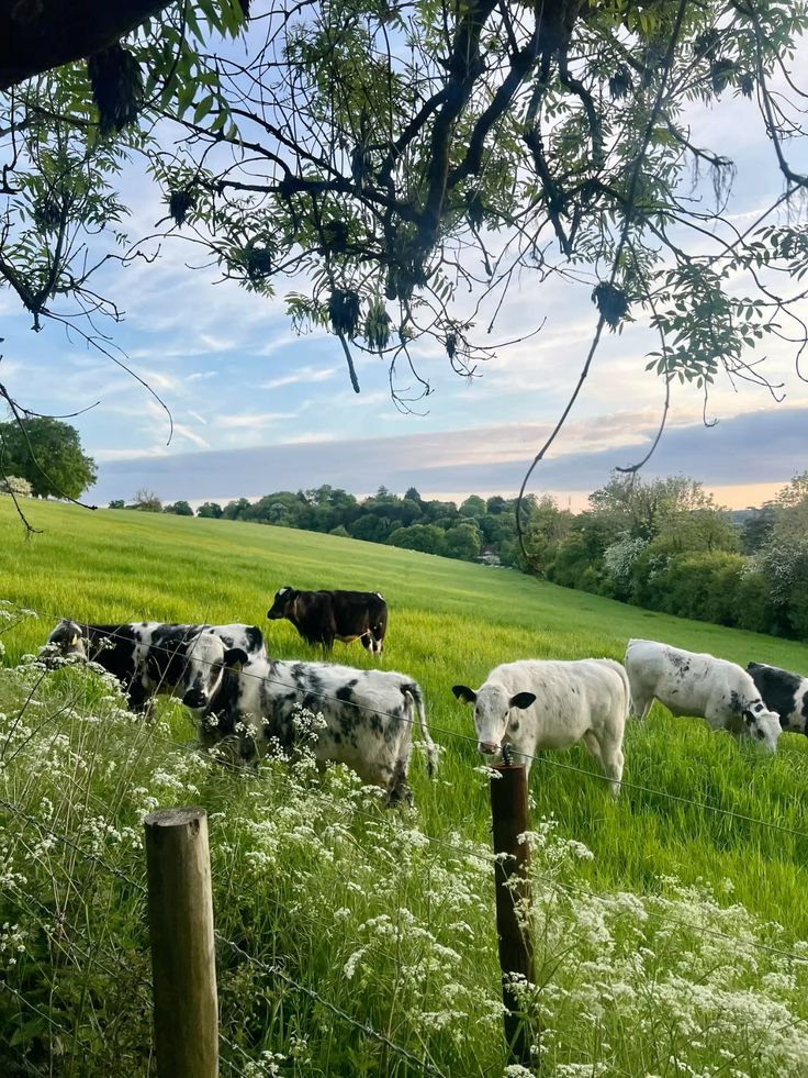 Pictures of our farm-purchased with slippers only