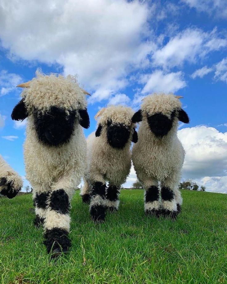 Pictures of our farm-purchased with slippers only
