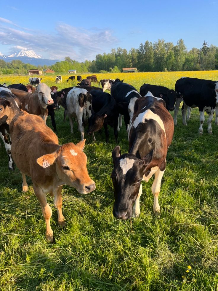 Pictures of our farm-purchased with slippers only