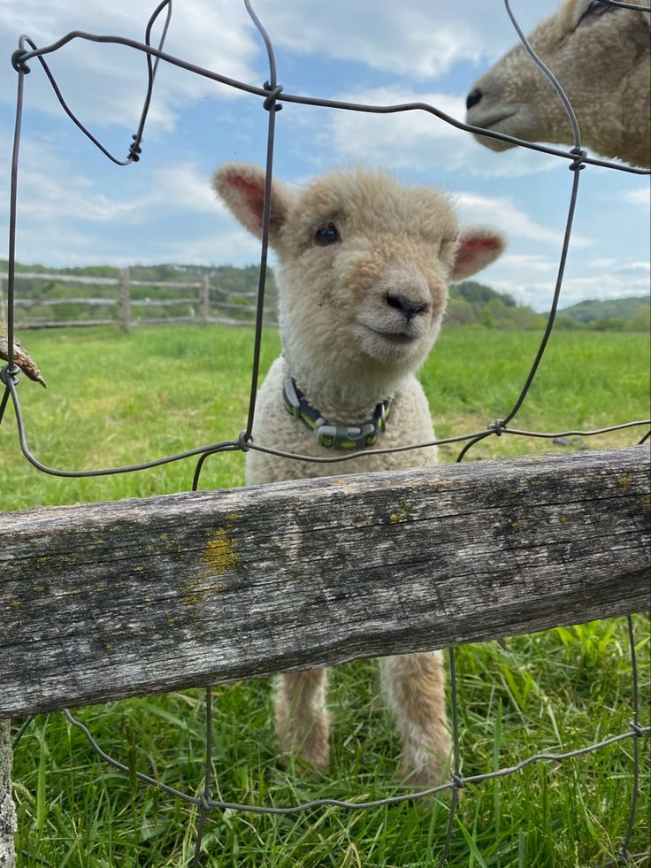 Pictures of our farm-purchased with slippers only