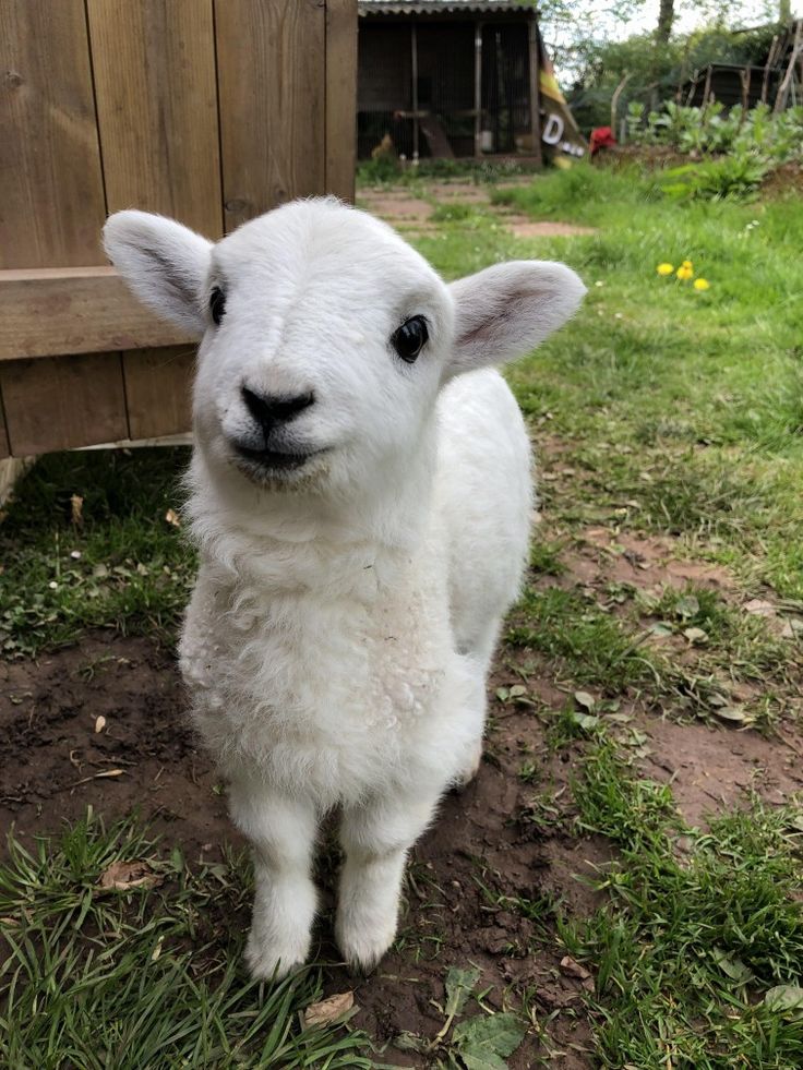 Pictures of our farm-purchased with slippers only